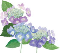 おしゃれ綺麗な紫と青のガクアジサイのアジサイイラスト(梅雨