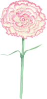 Fashionable and beautiful pink carnation illustration (1 wheel upward)