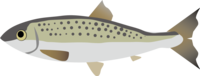 鲱鱼