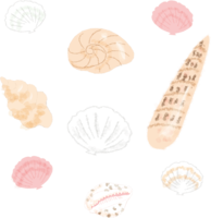 Various shells / sea