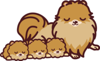 Pomeranian baby (puppy (sleeping next to)-cute dog