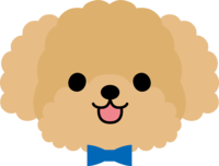 Toy Poodle (cute face)