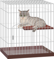 Cat (mixed hybrid with tiger pattern) Enter the cage