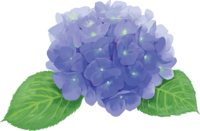 Fashionable and beautiful single blue hydrangea illustration (rainy season)