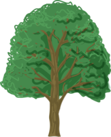 木质朴的榉树