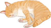 猫(トラ柄の雑種ミックス)いびきをかいて寝る