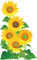 Sunflower field for left decoration (fashionable and beautiful real edition)