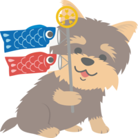 Yorkshire terrier (dog) is a cute animal with a carp streamer