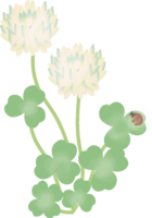 White clover (flower) Spring