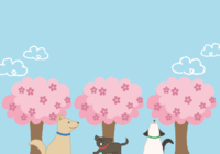 Background illustration of dog cherry blossom viewing / Spring