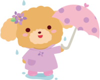 Toy Poodle (dog) rainy season-umbrella-cute animal