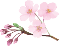 リアル綺麗な桜の枝イラスト-開花後の蕾と花飾り背景なし(透過