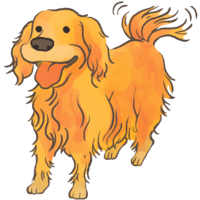 Golden retriever (shaking tail) Cute dog