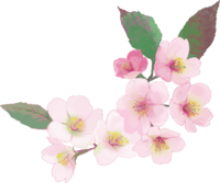 リアル綺麗な桜の枝イラスト-咲き終わり右下角用飾り背景なし(透過