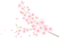 Cherry blossoms and petals transparent No background illustration (branch up)
