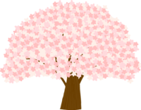 かわいい桜の樹齢100年の一本の大木イラスト-のコピー