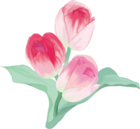 リアル綺麗チューリップイラスト(ピンクの花が重なり合い咲く