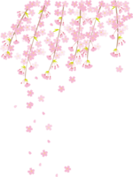 Weeping cherry blossom branches and falling petals Transparent illustration No background