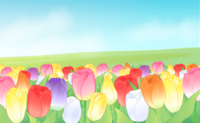 Colorful tulip field-background