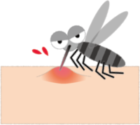 Illustration of a mosquito sucking blood / Summer