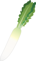 Daikon-vegetables