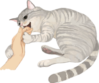 猫(トラ柄の雑種ミックス)手を甘噛みする