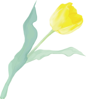 Real beautiful tulip illustration (yellow flowers tilt to the right and bloom