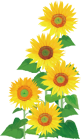 Sunflower field) For right decoration (fashionable and beautiful real edition)