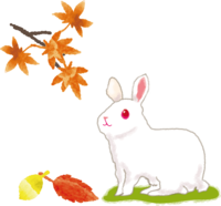 Rabbit looking at the autumn leaves / Autumn