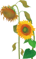 End of summer A dull sunflower illustration (fashionable and beautiful real edition)