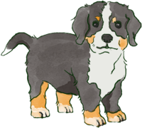 Bernese-Mountain-Dog (Standing-Puppy) Dog's real cool