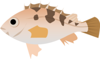 メバル-魚