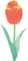 Real beautiful tulip illustration (orange single flower