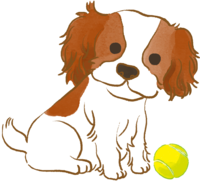 Cavalier puppy (playing with a ball) Cute dog