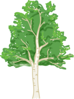 Tree-Simple Shirakaba