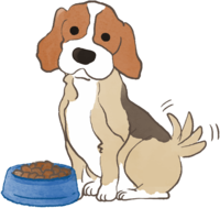 Beagle (eats rice and shakes its tail) Cute dog