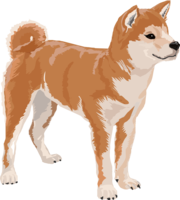 Shiba Inu dog