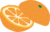 Cute mandarin oranges cut horizontally