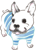 French bulldog (blue clothes) cute dog