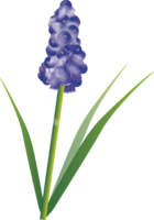 Muscari Spring March-April