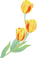 リアル綺麗チューリップイラスト(黄色の3輪の花が右上に向かい伸びる