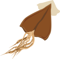 dried squid-food