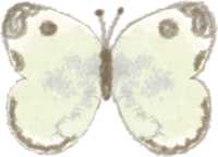 Cabbage white butterfly / insect