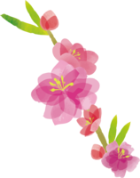 桃の花-ひな祭り