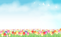Tulip-Background