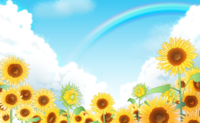 向日葵和夏天的蓝天积雨云时尚的彩虹背景