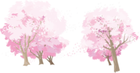 満開の桜が左右に咲き中央に道がある背景なし