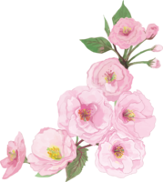 Real beautiful cherry blossom branch illustration-decorative for the lower right corner No background (transparent)