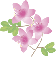 Daishi azalea (azalea) (flower) spring