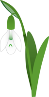 Snowdrop-Flower